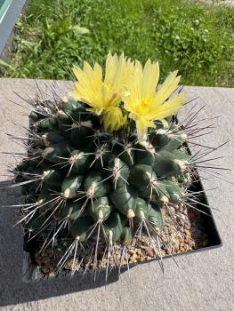 Thelocactus panarottoanus